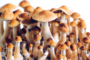 Psilocybin Therapy