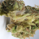 Study: Moldy weed found at NJ Dispensaries